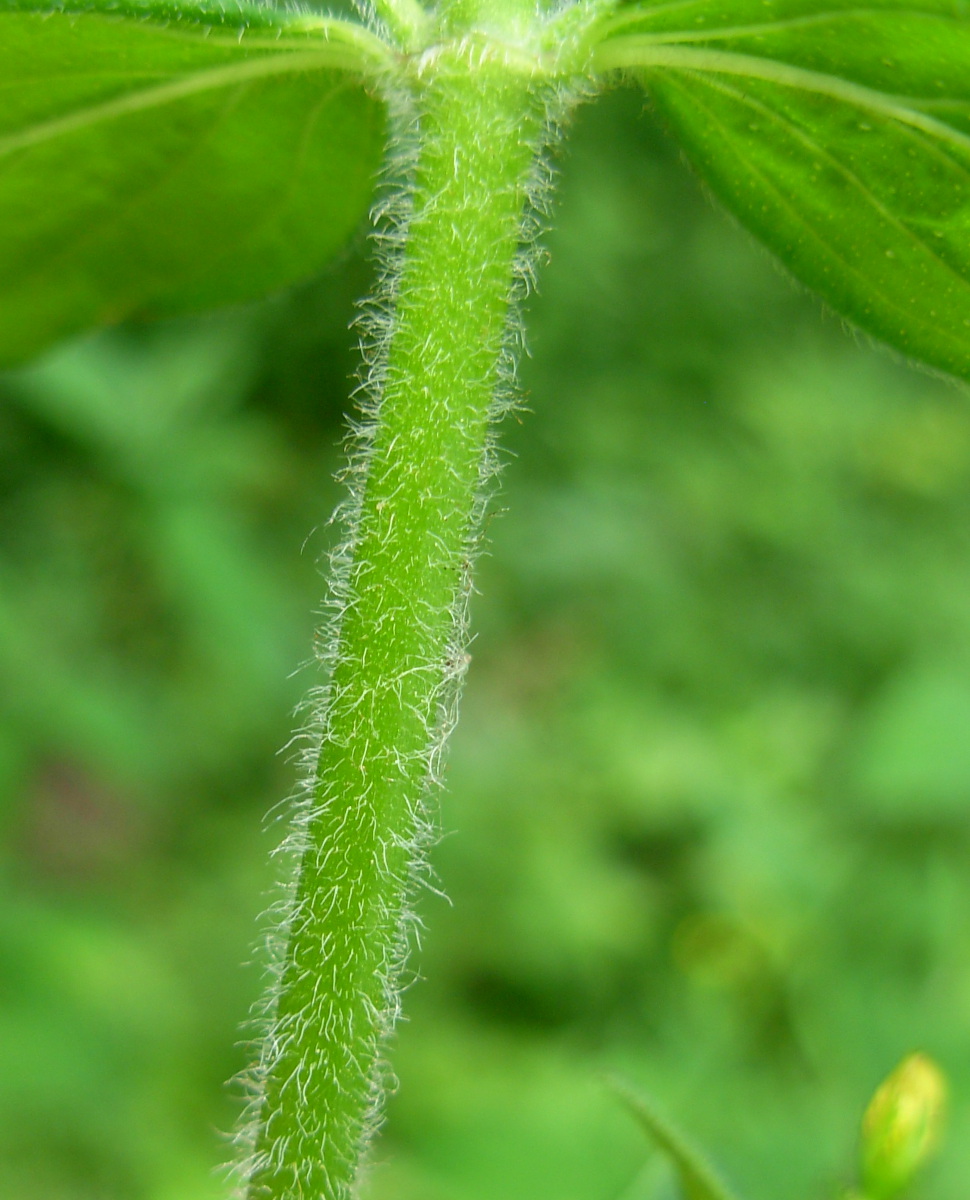 Hypericum hirsutum L.